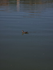 Juvenile common moorhen (Gallinula chloropus) swimming alone on calm water surface with soft ripples, peaceful wildlife scene in natural habitat.