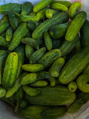 Pile of fresh green cucumbers in different shapes and sizes, organic healthy vegetables perfect for market, farming, food backgrounds and eco design.