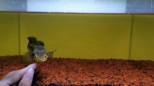 Channa Marulioides Fish. Found in Lake Sentarum in West Kalimantan. It can be called &ldquo;Channa Maru Yellow Sentarum.&rdquo; Its physical characteristics are a yellow body with black stripes and red eyes.