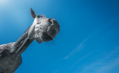 Funny gray horse peeking into wide-angle lens under sky with comic expression