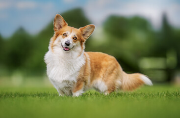 Funny corgi smiling on green grass, joyful pet moment outdoors