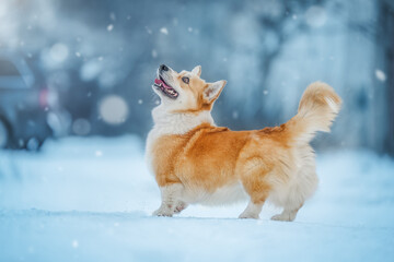 Corgi puppy playing in snowy winter wonderland, looking at falling snowflakes joyfully.