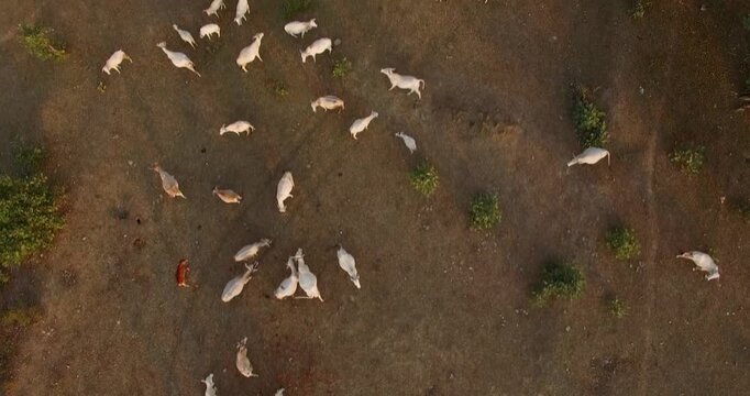 Scenic Drone Shot of Indigenous Cows Eating Fresh Fodder