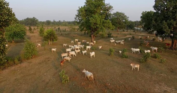 Scenic Drone Shot of Indigenous Cows Eating Fresh Fodder