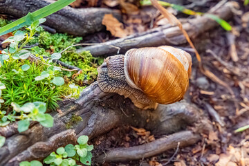 Snail crawling over a moss covered tree root in a woodland environment, showing its textured skin and shell