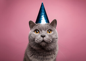 british blue shorthair cat wearing a party hat on a pink background;  cute festive pet portrait, perfect for birthday cards, invitations, posters, social media, and humorous designs