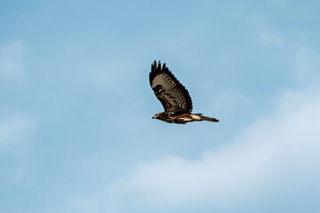 Obraz premium Buzzard bird soaring with wings spread against a light blue sky with wispy clouds, representing freedom and nature