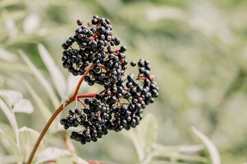 Wild elderberry cluster harvesting in nature, rich in antioxidants and vitamins. Healthy organic...