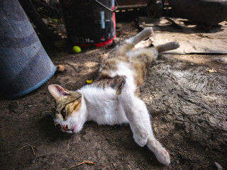 Tabby cat lying on the ground outdoors with eyes half-open, relaxing in a rustic yard. Charming scene of a domestic pet resting on soil and stone in natural light.