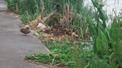 Wild ducks resting on the riverbank among reeds and greenery, natural wildlife scene showing a duck group in their natural habitat near water.