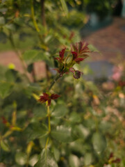 Young rose bush sprout with fresh red and green leaves in garden, symbol of growth and renewal, perfect for nature themes, gardening, and botanical photography.