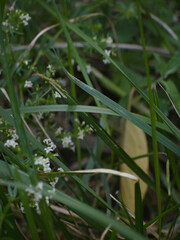 Wild tiny white flowers growing among tall green grass in a natural meadow, representing untouched flora, countryside simplicity, and peaceful summer nature.