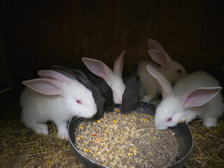 White and black rabbits eating grain feed from a bowl in a wooden hutch. Cute farm animals close-up, symbol of Easter, countryside lifestyle, and livestock care.