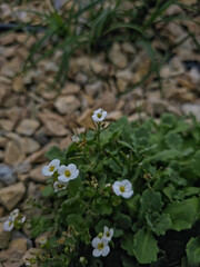 Small white wildflowers blooming among green leaves on rocky ground, natural floral background perfect for garden, countryside and eco design themes.