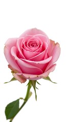 Pink Rose Close Up Image.