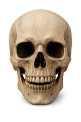 Obraz premium Human skull bone anatomy on transparent background