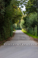 Peaceful tree lined pathway beckons towards a serene natural landscape