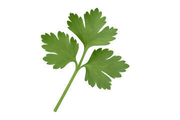 Fresh parsley sprig providing green herb flavor and garnish, culinary ingredient on transparent background