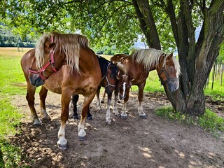 mare with white mane and foals under a tree