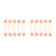 Phospholipid Bilayer