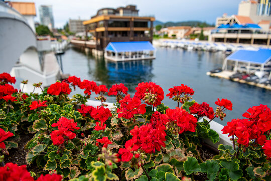 Red flowers in the foreground of the harbor at Lake Coeur d'Alene in Northwestern Idaho.