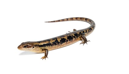 Naklejka premium A detailed close-up view of a patterned lizard against a plain white background.