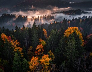 A breathtaking autumn vista, showcasing a dense forest shrouded in mist, illuminated by golden sunlight beams.