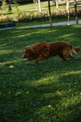 Nova Scotia Duck Tolling Retriever chasing a tennis ball on green grass in the park. Funny purebred dog playing in park.