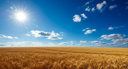 Golden wheat field under bright blue sky with sunlight and clouds