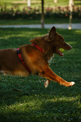 Naklejka premium Nova Scotia Duck Tolling Retriever carrying a tennis ball in mouth while running on green grass. Funny purebred dog playing in park.