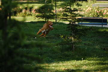Nova Scotia Duck Tolling Retriever running fast through the grass, playful and excited in the park.