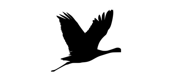 a silhouette of a bird in flight, depicted in black against a transparent backgroundbird, black, crane, flight, fly, pelican, profile, sky, stork, white 