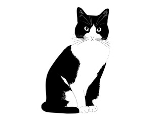 a black and white tuxedo cat sitting on a plain transparent backgroundblack, cat, eye, green, sit, stare, white 