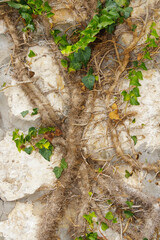 Close-up of ivy vines with thick roots climbing over an old stone wall, showing natural growth and resilience