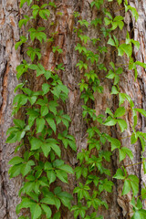 Climbing green ivy vines growing across textured tree bark, merging forest greenery with rugged natural patterns