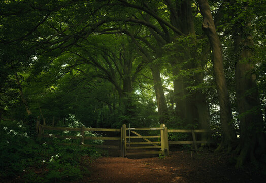 Wooden gate in a rural woodland landscape, Oxfordshire, England, UK