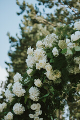 white flowers in the garden
