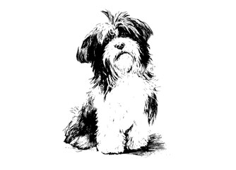 a black and white drawing of a small dog sitting on a plain transparent backgroundblack, dog, drawing, floor, portrait, sit, white 