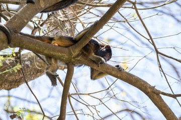 Um macaco deitado, descansando no galho de uma árvore com poucas folhas. 