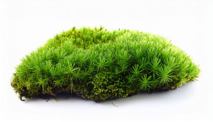 Green Forest Natural Moss On A White Isolated Background