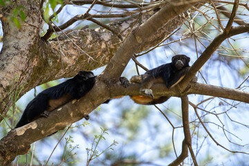 Dois macacos pretos deitados, descansando tranquilamente, em galhos de uma árvore com poucas folhas.