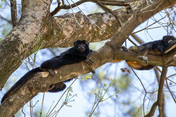 Dois macacos pretos deitados, descansando tranquilamente, em galhos de uma árvore com poucas folhas.
