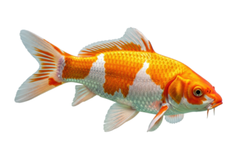 Vibrant orange and white Koi fish, delicate fins extended, prominent barbels, in a serene, graceful pose, isolated on a transparent studio background with copy space, concept of aquatic beauty