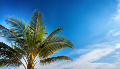 Palm Tree Against A Blue Sky