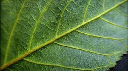 Fototapeta premium Capturing the details of a vibrant green leaf, this close-up reveals the complex vein structure and smooth texture. The natural patterns exhibit the beauty of plant biology in a serene setting.