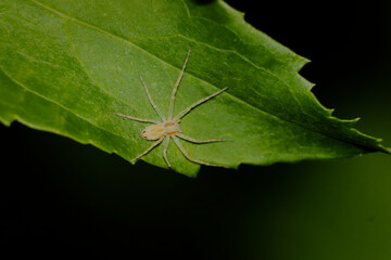 Araignée Lynx (Oxyopidae), posée sur une feuille bien vert et à l'affût d'une petite proie