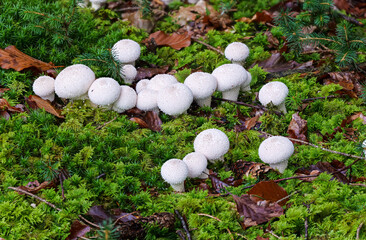 Weisse Farbtupfer auf gr&uuml;nem Moos - Flaschenst&auml;ublinge (LYCOPERDON PERLATUM)