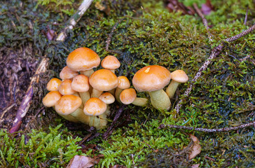 Junge Pilze des Rauchblättrigen Schwefelkopfes (HYPHOLOMA CAPNOIDES)