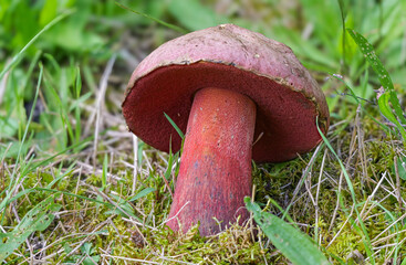 Netzstieliger Hexenr&ouml;hrling (SUILLELLUS LURIDUS)