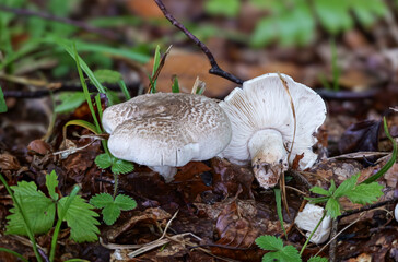 Tigerritterling (TRICHOLOMA PARDINUM)